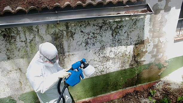 Top rated local Mold Remediation specialists in Temple Hills, MD